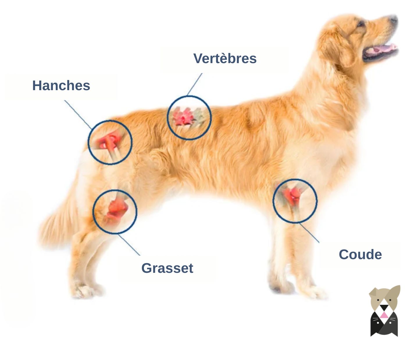 Les zone de l'arthrose chez le chien
